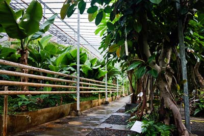 Inside an Icelandic greenhouse