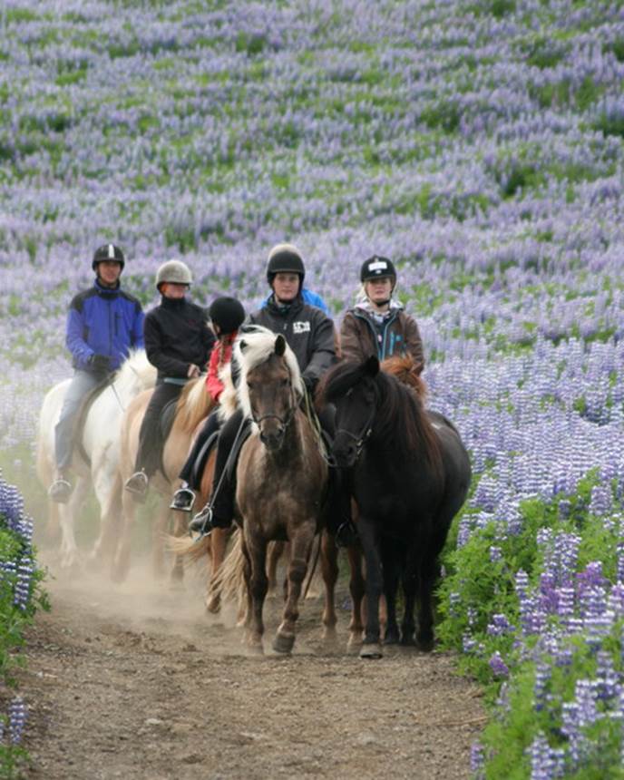 紫色羽扇豆群冰岛马