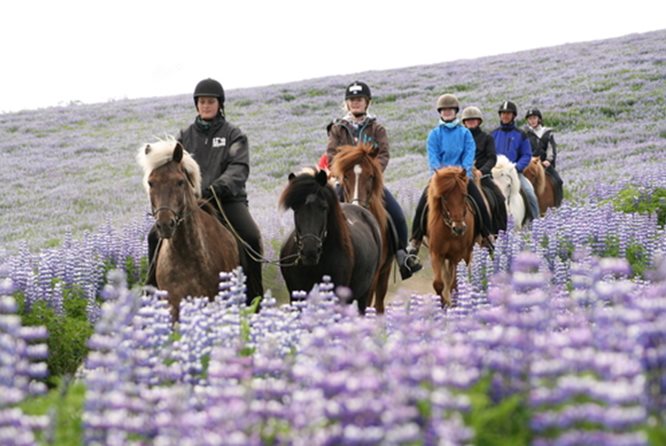 冰岛骑马团 - 舒适自然之旅