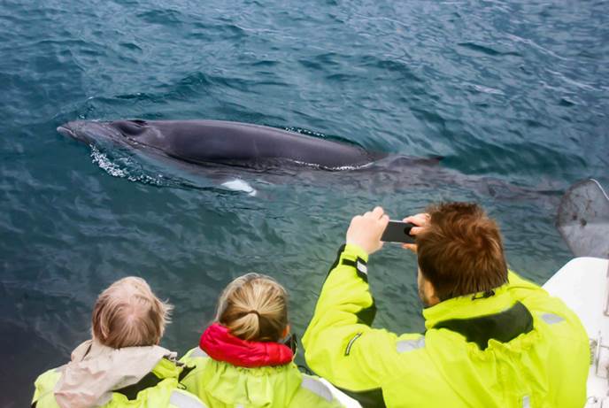 冰岛雷克雅未克观鲸