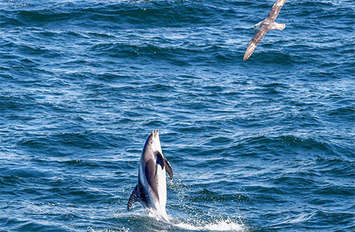 whale watching, dolphin, Reykjavik harbour