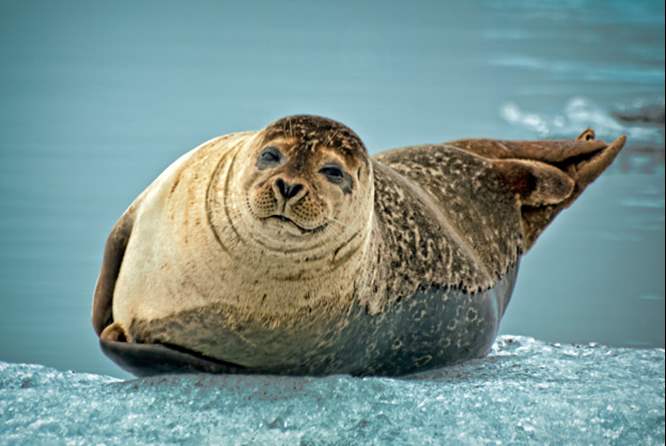 冰湖边休憩的帅气海豹