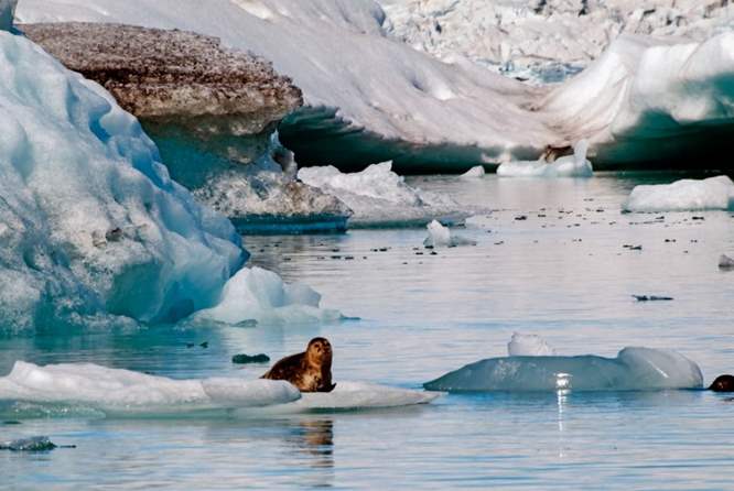 冰湖海豹