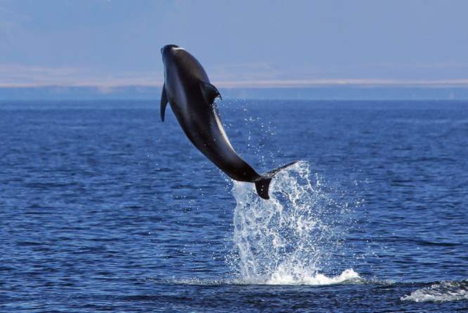观鲸过程中也经常会遇到海豚