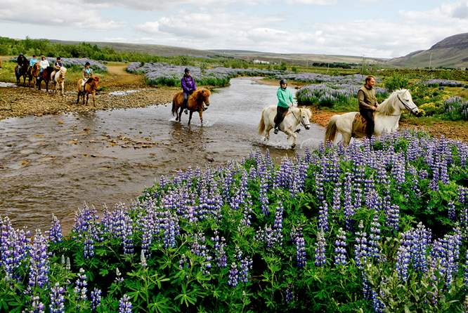 冰岛骑马团