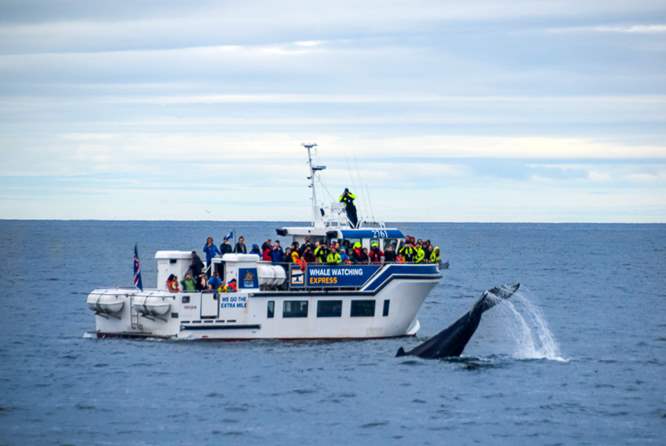 冰岛观鲸1日团