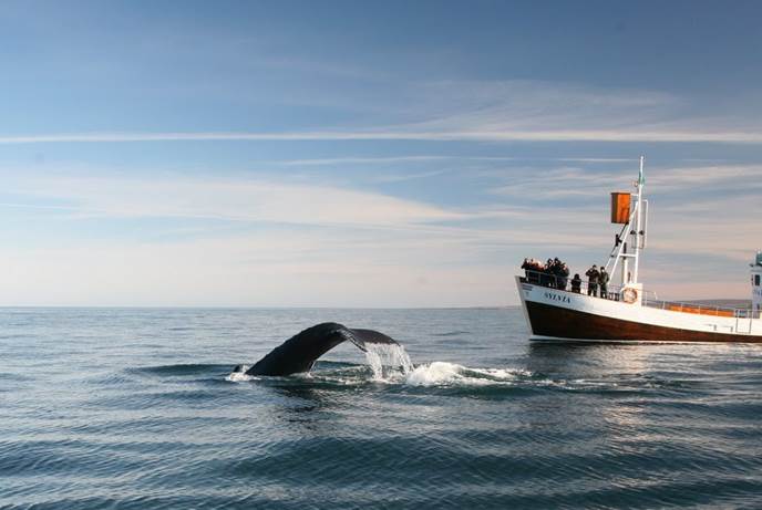 冰岛北部胡萨维克传统橡木船观鲸