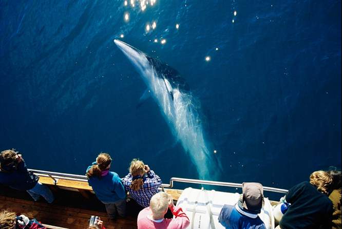 冰岛观鲸