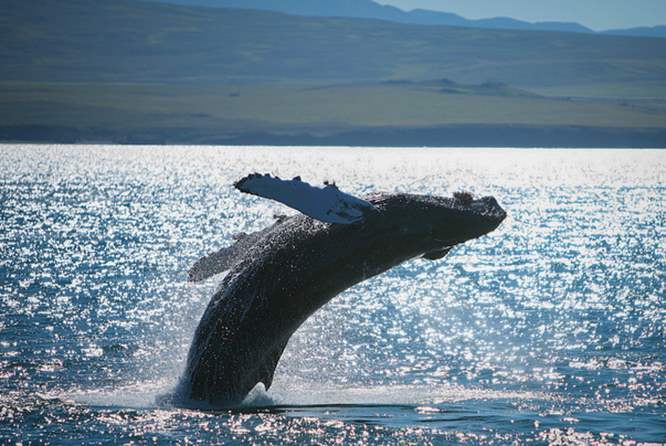 冰岛北部座头鲸