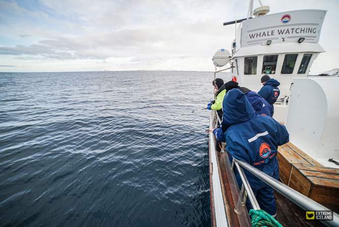 冰岛观鲸1日游