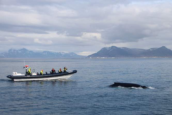 冰岛快艇观鲸
