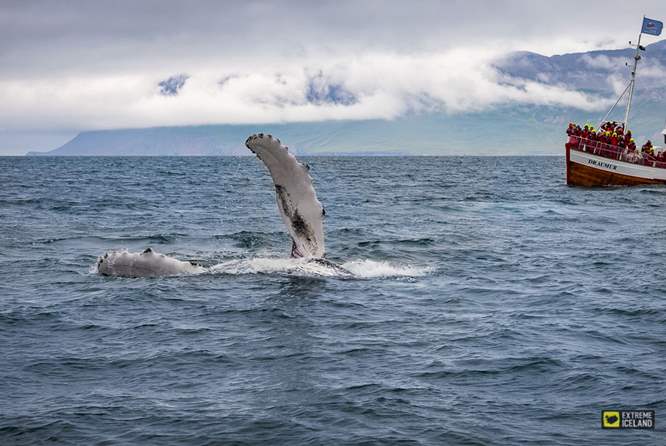 冰岛北部观鲸
