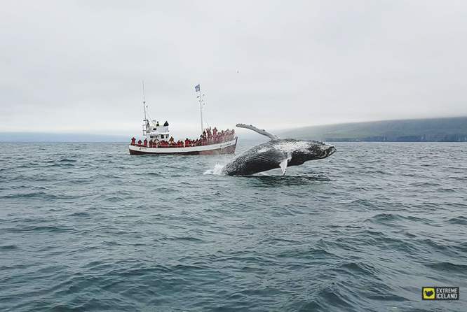 冰岛北部观鲸