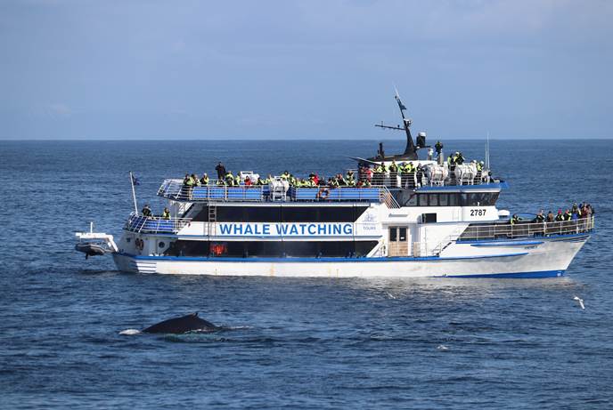 冰岛观鲸团