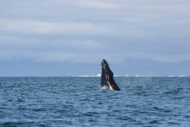 冰岛观鲸