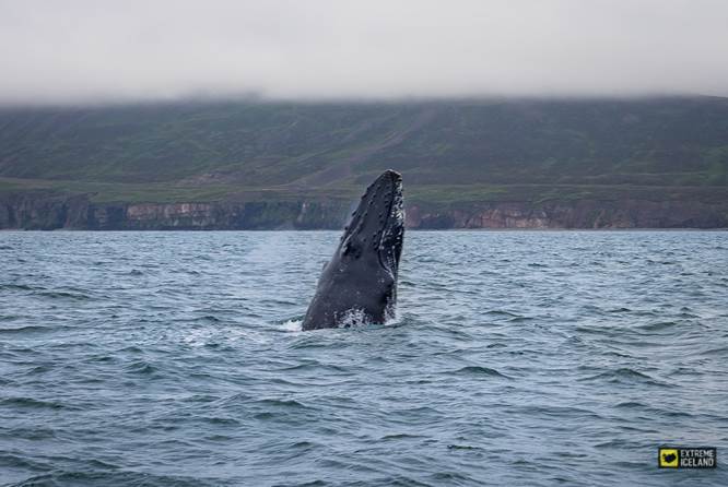 座头鲸在海面露头呼吸