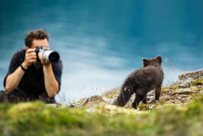北极狐摄影师