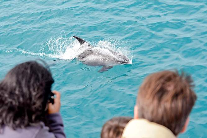 在观鲸行程中经常可以看见聪慧的小海豚