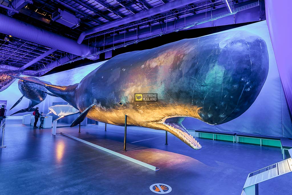 冰岛鲸鱼展览馆是世界上最大的这类展馆