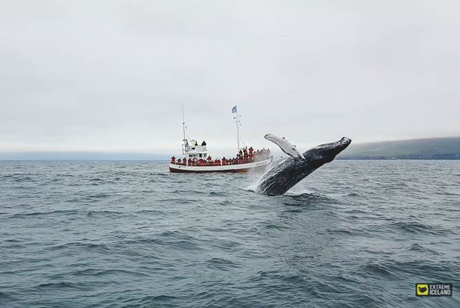 冰岛北部达尔维克观鲸的神奇体验