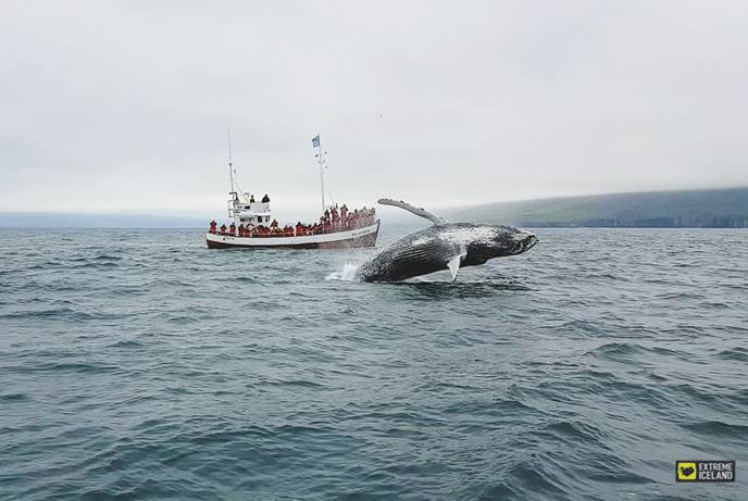 冰岛北部的达尔维克观鲸是当地最受欢迎的项目之一