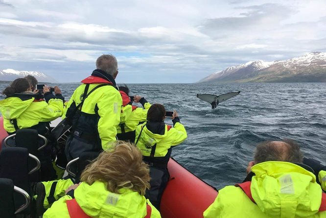 北部鲸鱼与海鹦观赏（夏季可选）组合1日团