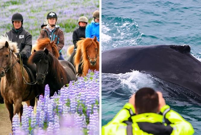 冰岛骑马团 - 骑马观鲸日发团