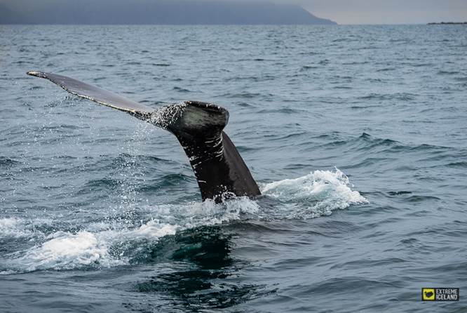 达尔维克观鲸鲸鱼尾巴露出水面