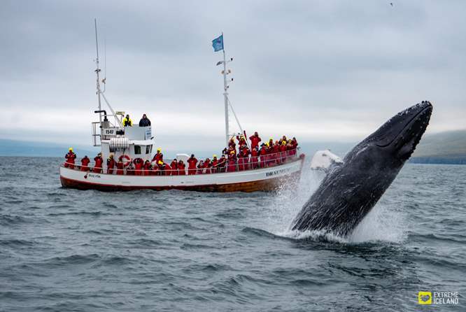 达尔维克橡木船观鲸