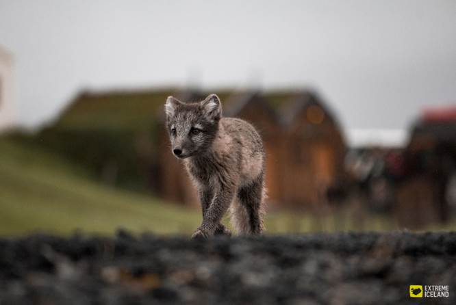 一只棕色北极狐在散步