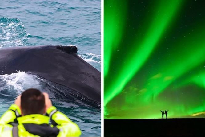 出海观鲸与北极光追寻  组合行程