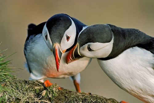 Puffin Tours in Iceland