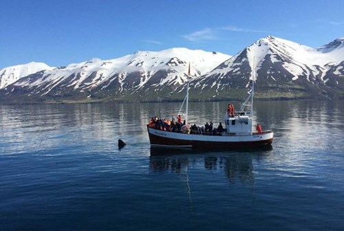 Sailing tours in Iceland
