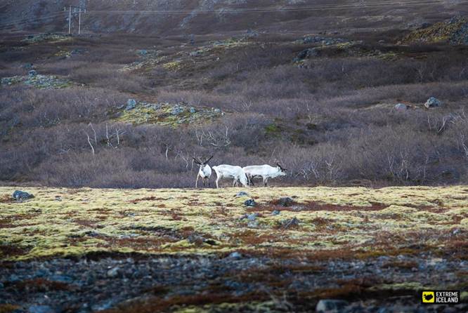 摄影师捕捉到的冰岛野生驯鹿